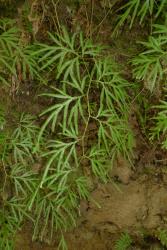 Lycopodium volubile. Branched aerial stem with leaves flattened in one plane.
 Image: L.R. Perrie © Leon Perrie CC BY-NC 4.0